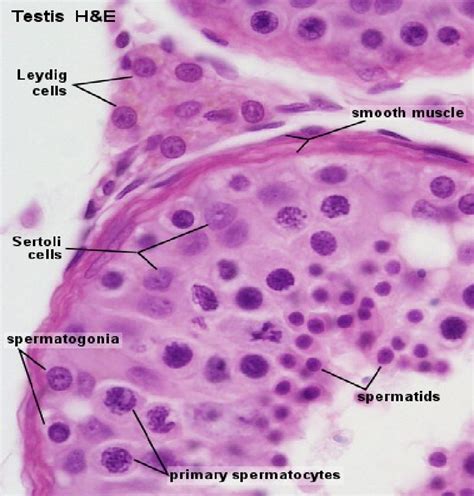 what are sertoli cells